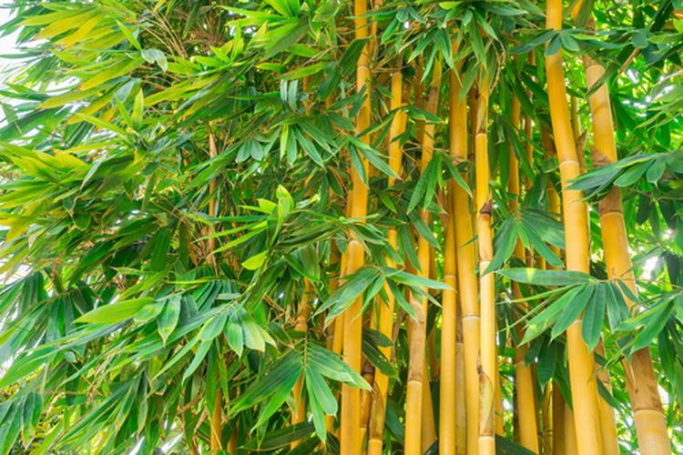 Jenis Bambu Hias Mini yang Cocok untuk Dekorasi - Demix